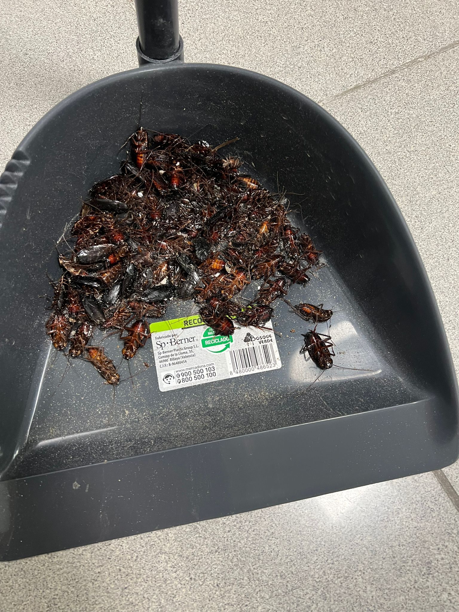 Plaga cucarachas en Madrid y Toledo