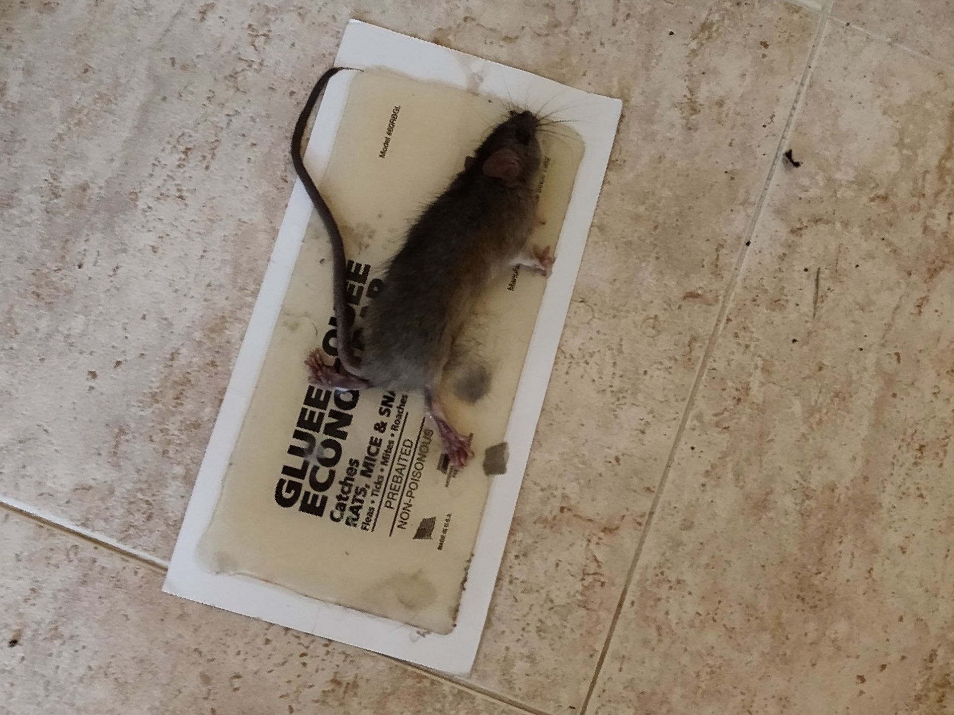 Captura de ratas Madrid