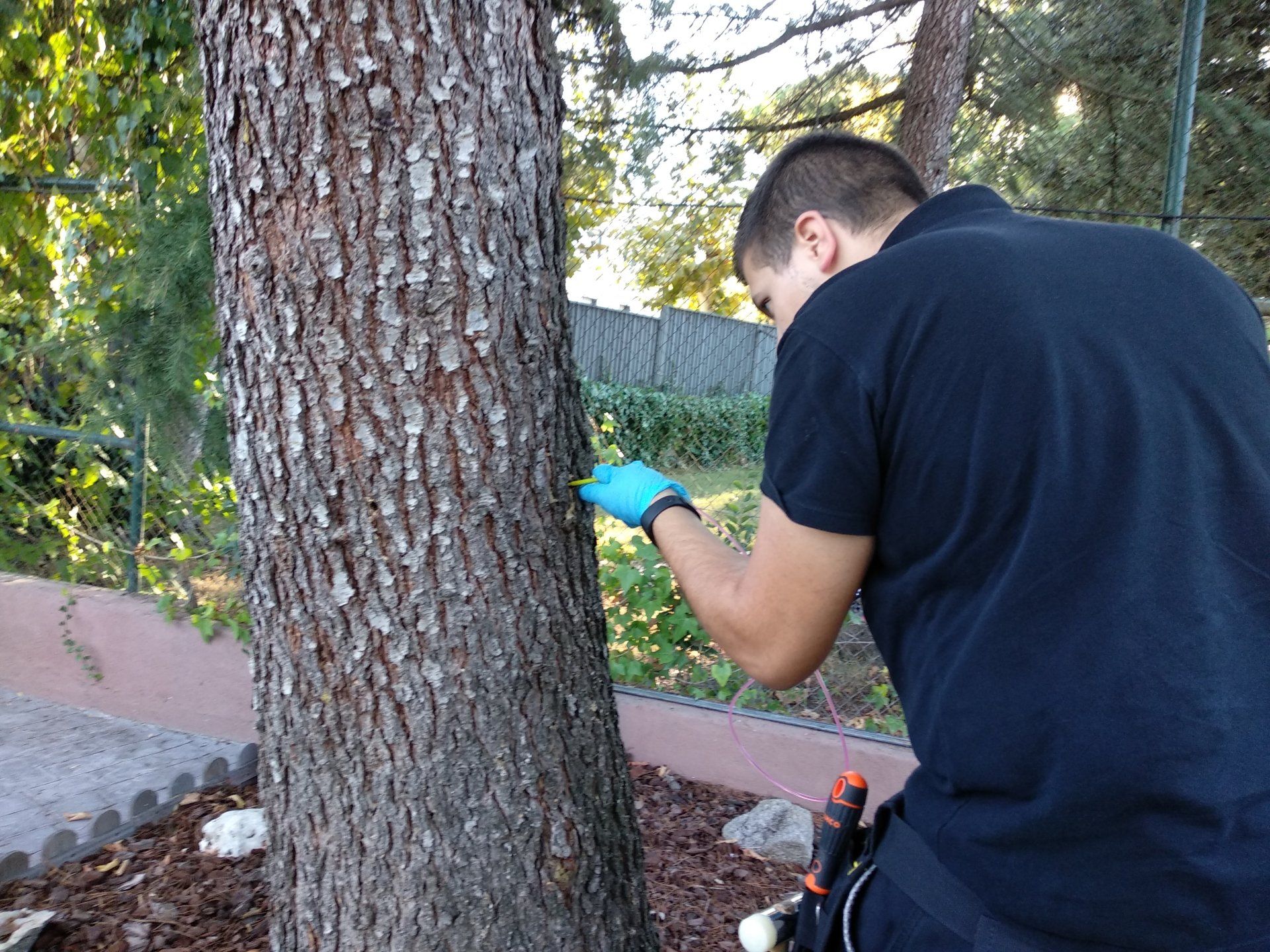 endoterapia para orugas