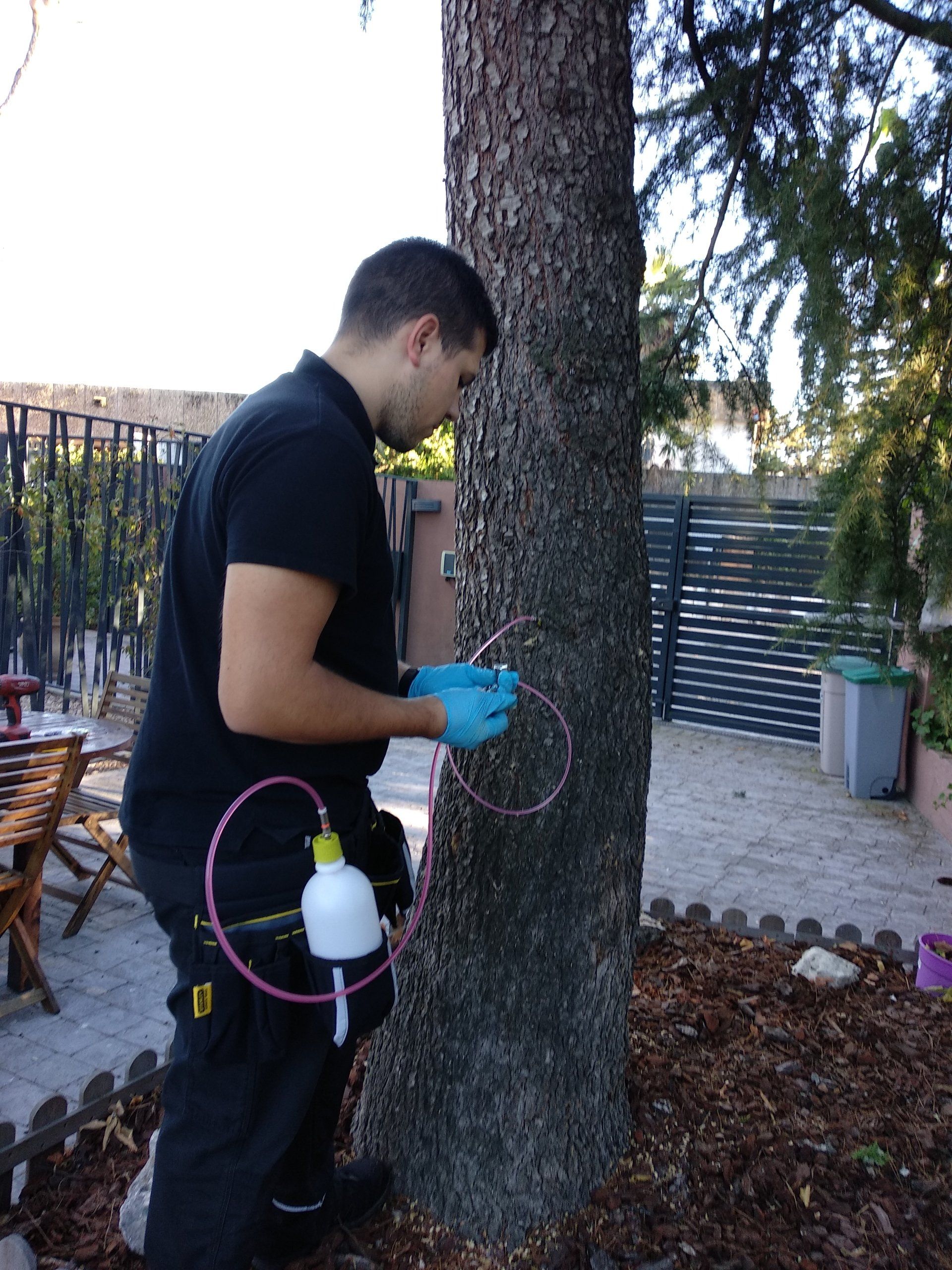 Tratamiento endoterapia arbórea