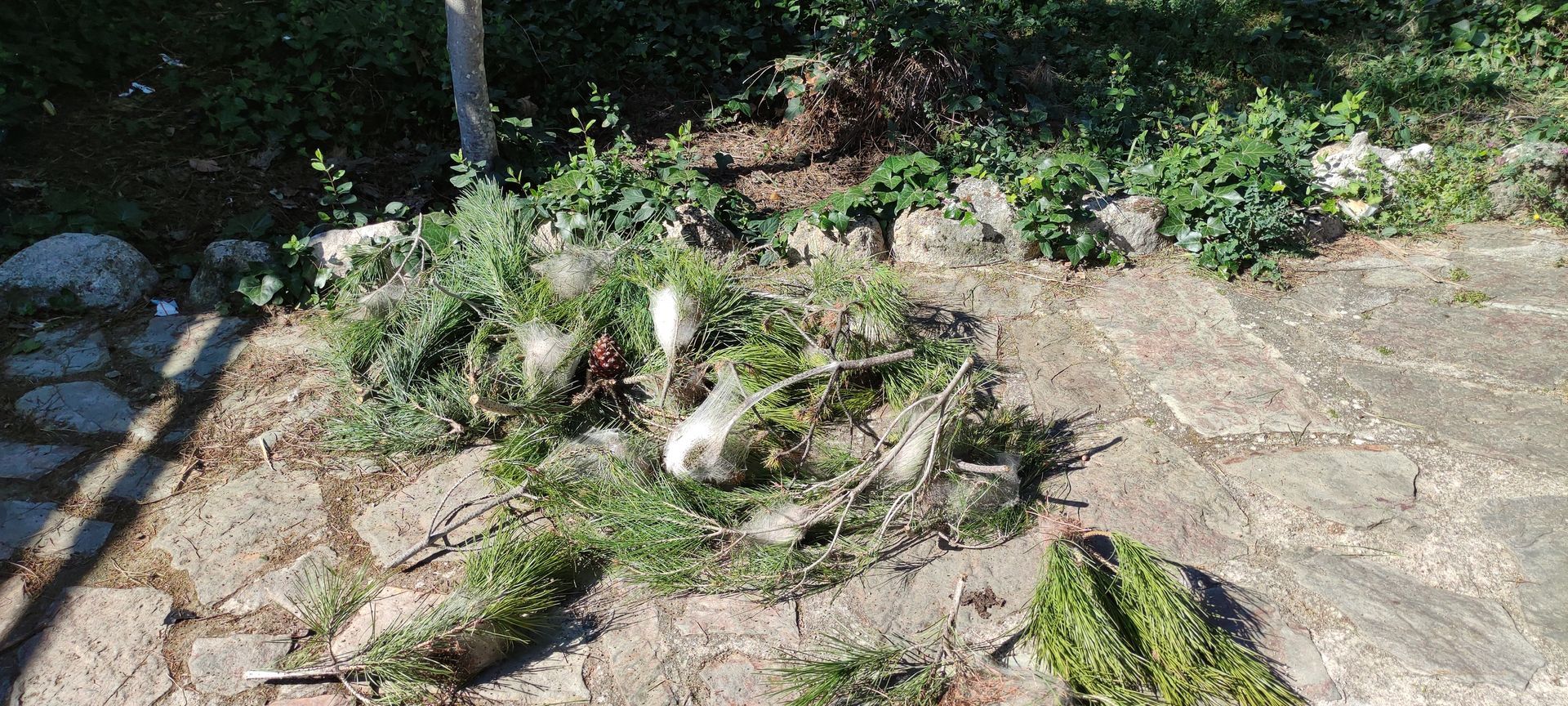 Bolsones de procesionaria cortados Bolsones de procesionaria