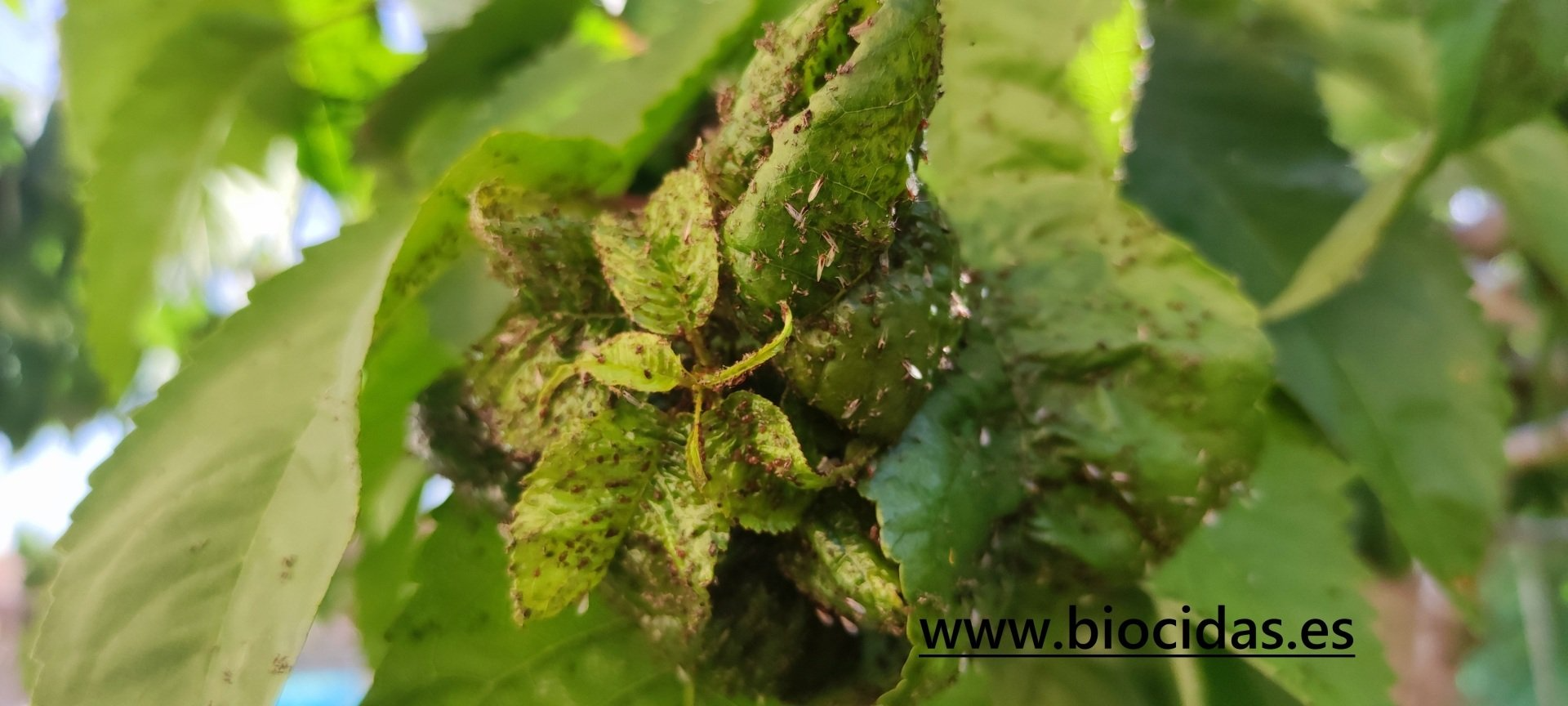 pulgones y cochinillas