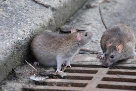 Ratas Alcantarillas