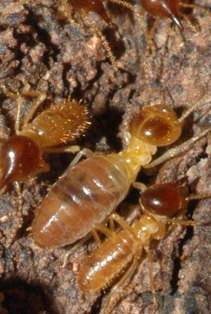 Termita Carcoma