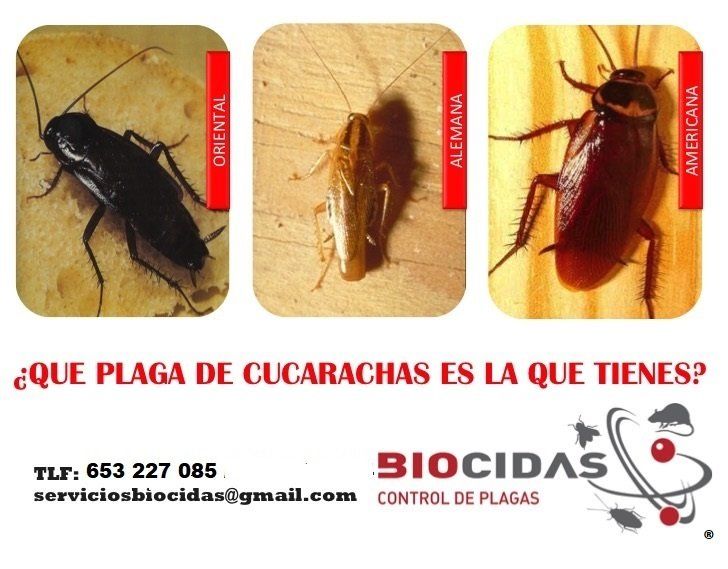 Tipos de Cucarachas en Madrid Tipos de Cucarachas en Madrid