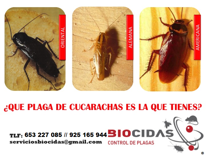 Tipos de cucaracha en Madrid y Toledo