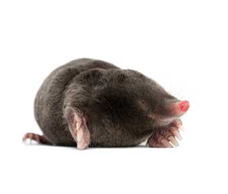 Topos en Madrid y Toledo