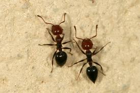 Hormigas en Madrid y Toledo