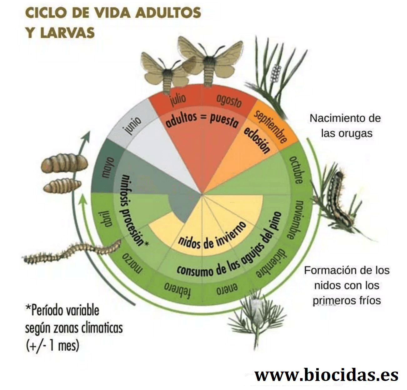 Fases de la oruga del pino Procesionaria, Oruga del pino en Madrid y Toledo