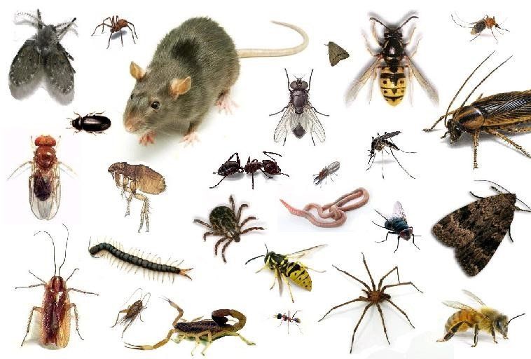 SERVICIOS D.D.D. Biocidas para el control de Plagas