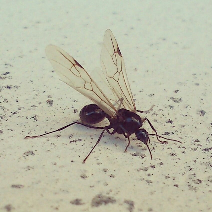 Hormigas aladas Madrid Toledo