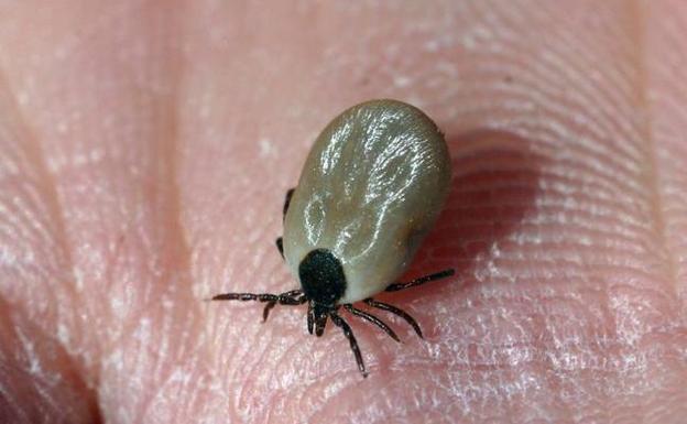 Garrapatas en Madrid y Toledo