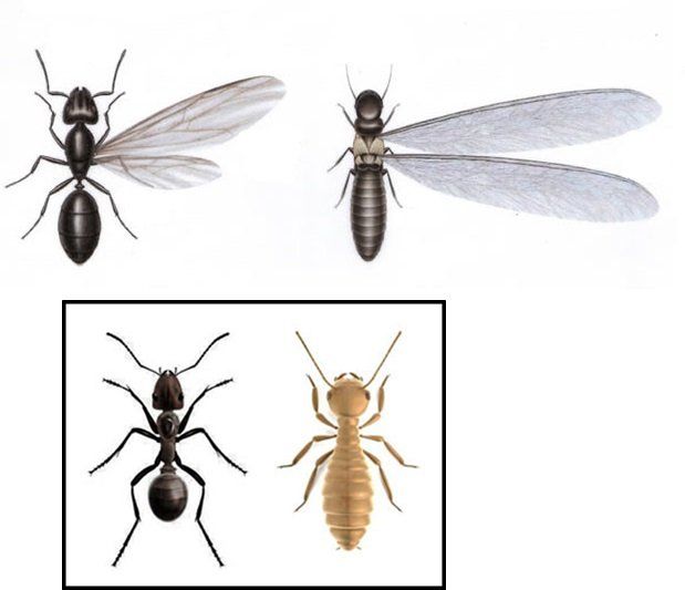 IZQUIERDA HORMIGA, DERECHA TERMITA DIFERENCIA ENTRE TERMITAS Y HORMIGAS