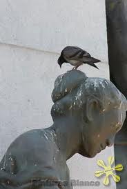 Excrementos de palomas