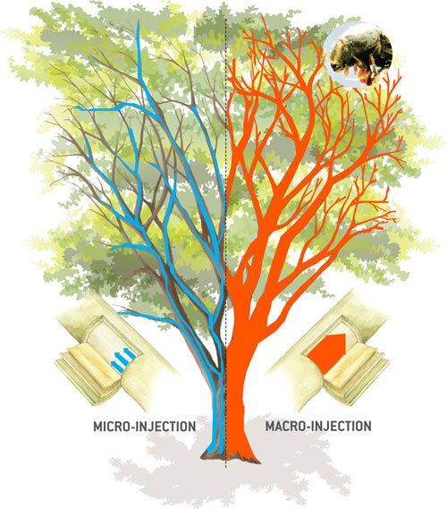 Sistema vascular del pino