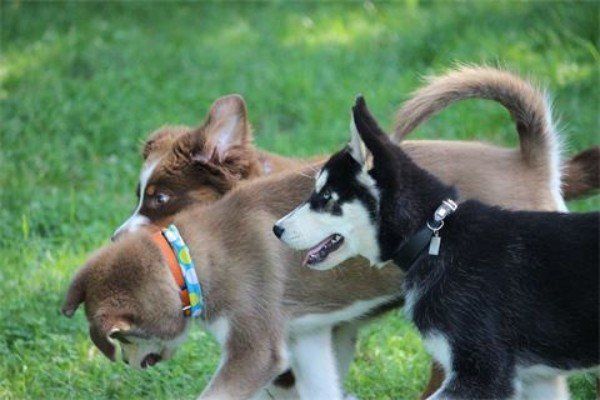 Welpen im Spiel unsere Welpengruppe