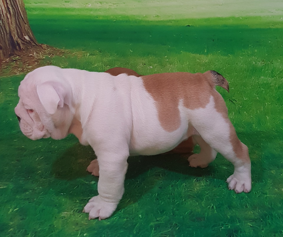 Kinderbull Little Rocker  - Kinderbull - Bulldog Inglés Kinderbull Little Rocker  - Kinderbull - Bulldog Inglés