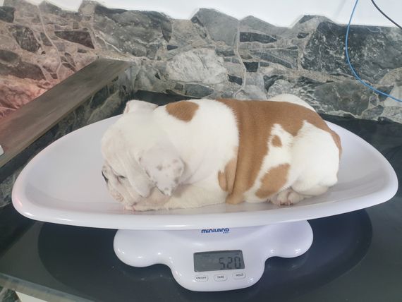 Cachorro Bulldog Inglés pesándose