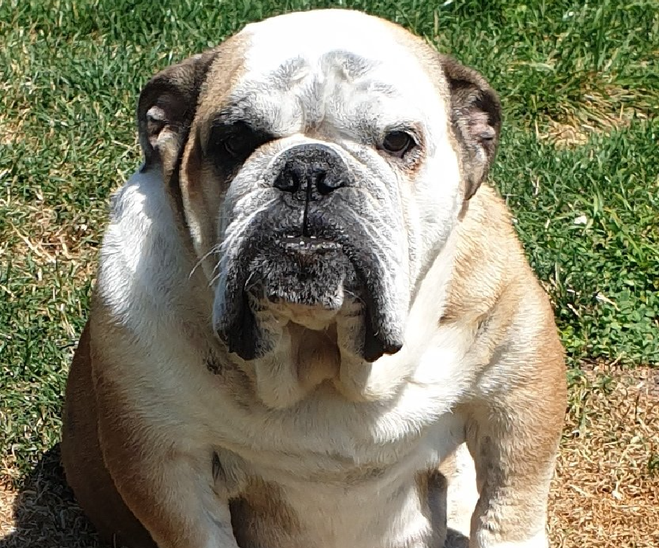 Exturion Bull Hilary Banks  - Kinderbull - Bulldog Inglés Exturion Bull Hilary Banks  - Kinderbull - Bulldog Inglés