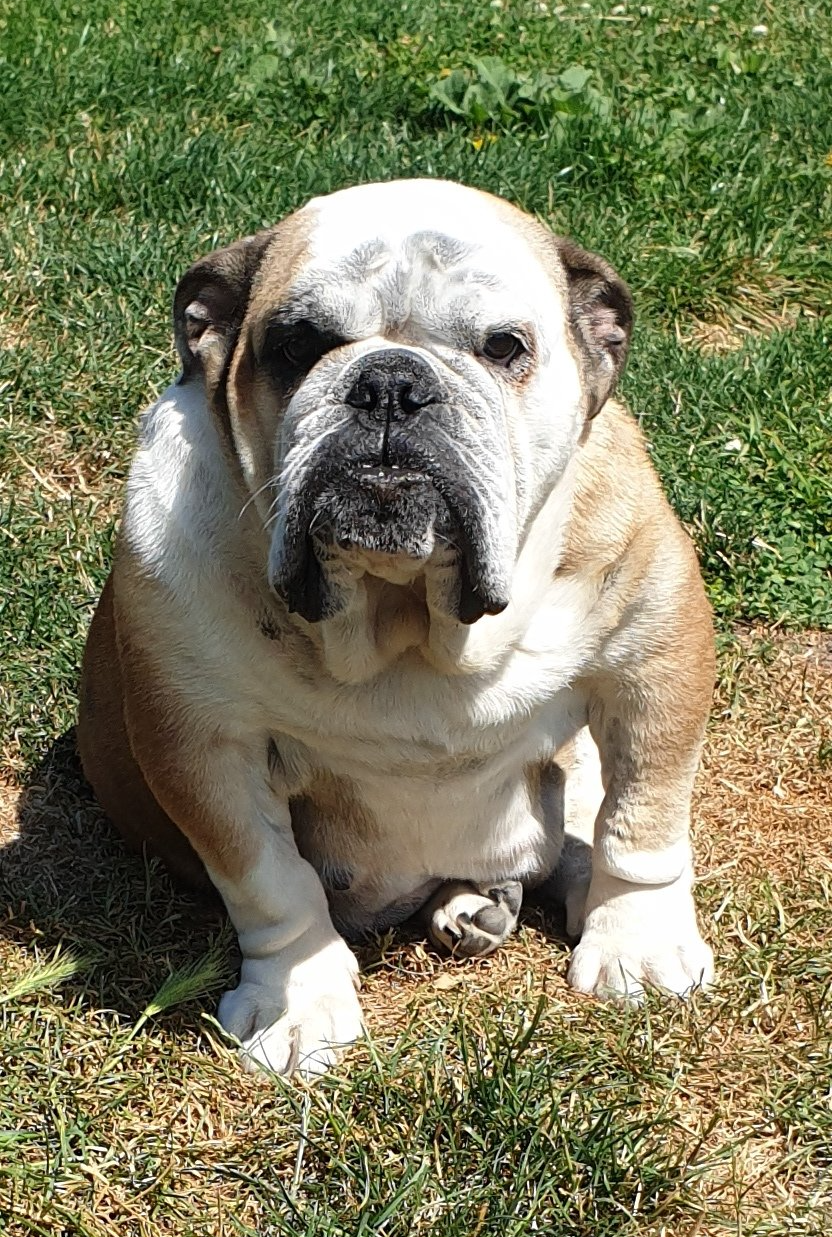 Exturion Bull Hilary Banks - Kinderbull - Bulldog Inglés Exturion Bull Hilary Banks - Kinderbull - Bulldog Inglés