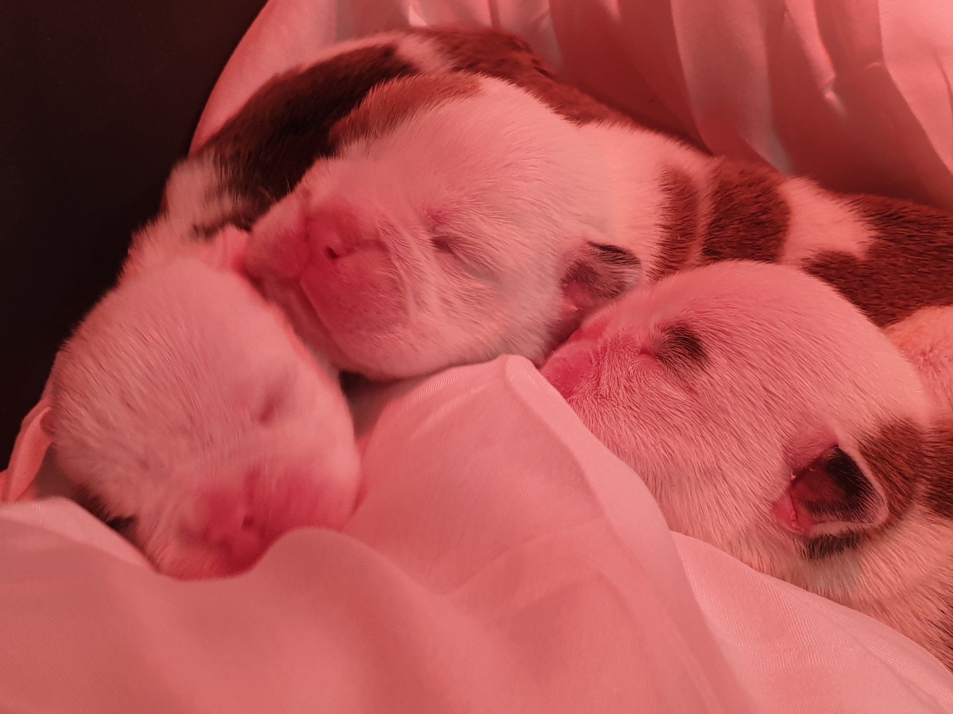 Cachorros Bulldog Inglés  - Kinderbull Cachorros Bulldog Inglés  - Kinderbull