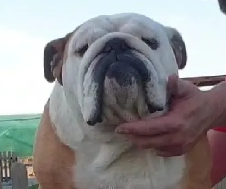 Exturion Bull Lars Ulrich - Kinderbull - Bulldog Inglés Exturion Bull Lars Ulrich - Kinderbull - Bulldog Inglés