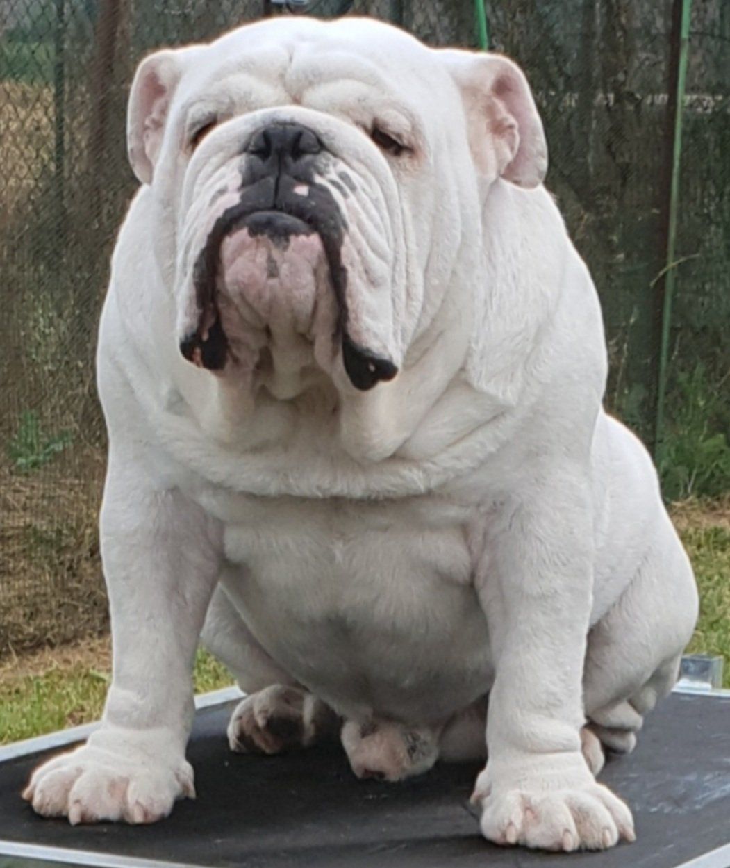 Orzabulls Corocota Warrior - Kinderbull - Bulldog Inglés Orzabulls Corocota Warrior - Kinderbull - Bulldog Inglés