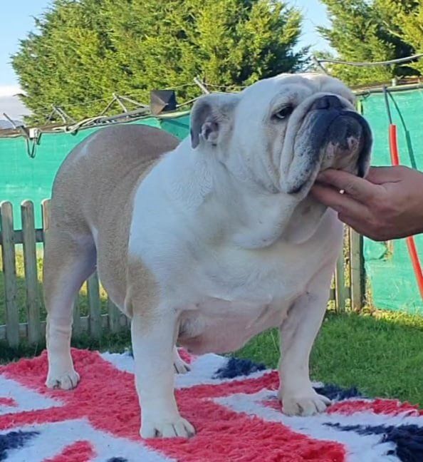 Exturion Bull Sakura Momo - Kinderbull - Bulldog Inglés Exturion Bull Sakura Momo - Kinderbull - Bulldog Inglés