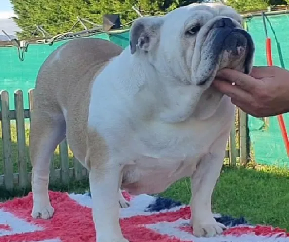 Exturion Bull Sakura Momo - Kinderbull - Bulldog Inglés Exturion Bull Sakura Momo - Kinderbull - Bulldog Inglés