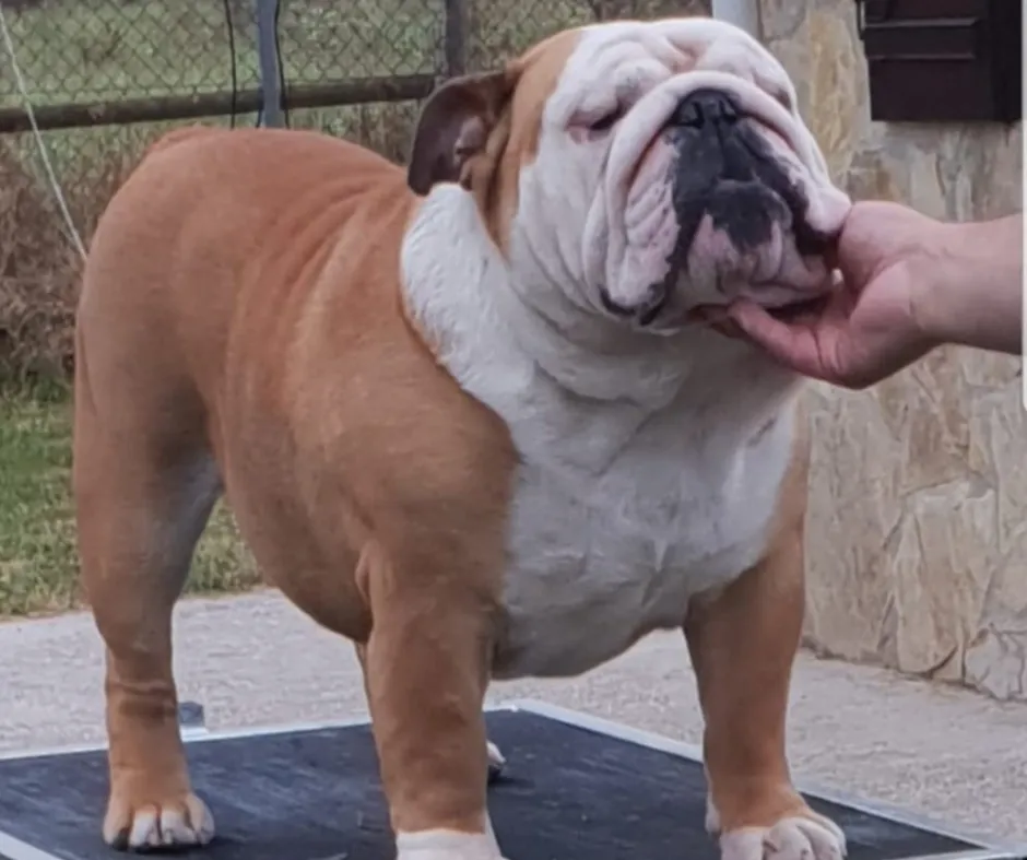 Exturion Bull Lars Ulrich - Kinderbull - Bulldog Inglés Exturion Bull Lars Ulrich - Kinderbull - Bulldog Inglés