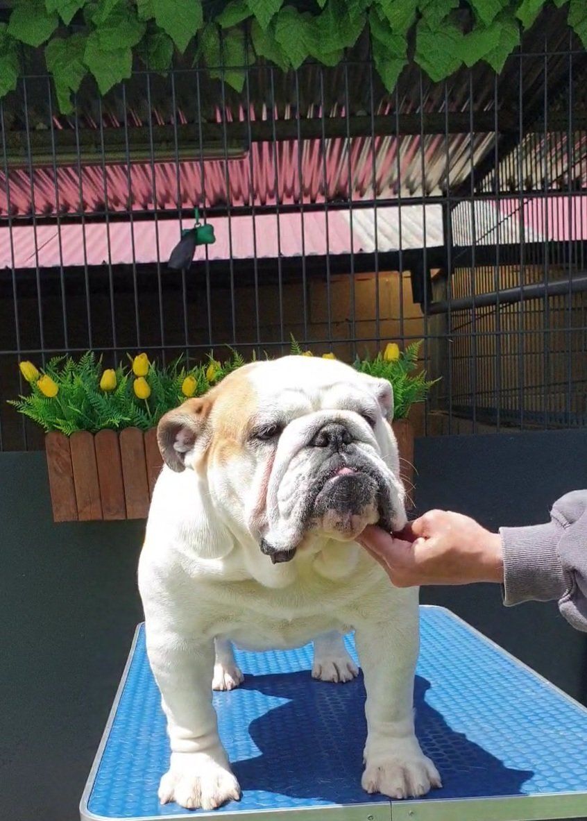 Kinderbull O-ren Isii - Kinderbull - Bulldog Inglés Kinderbull O-ren Isii - Kinderbull - Bulldog Inglés