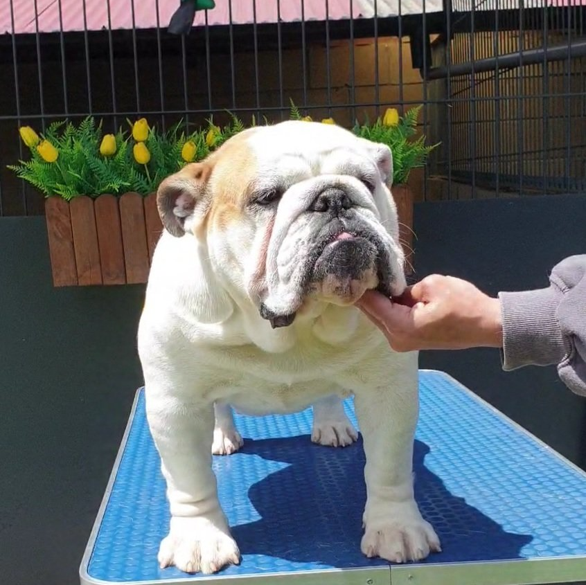 Kinderbull Oren Ishii - Kinderbull - Bulldog Inglés Kinderbull Oren Ishii - Kinderbull - Bulldog Inglés