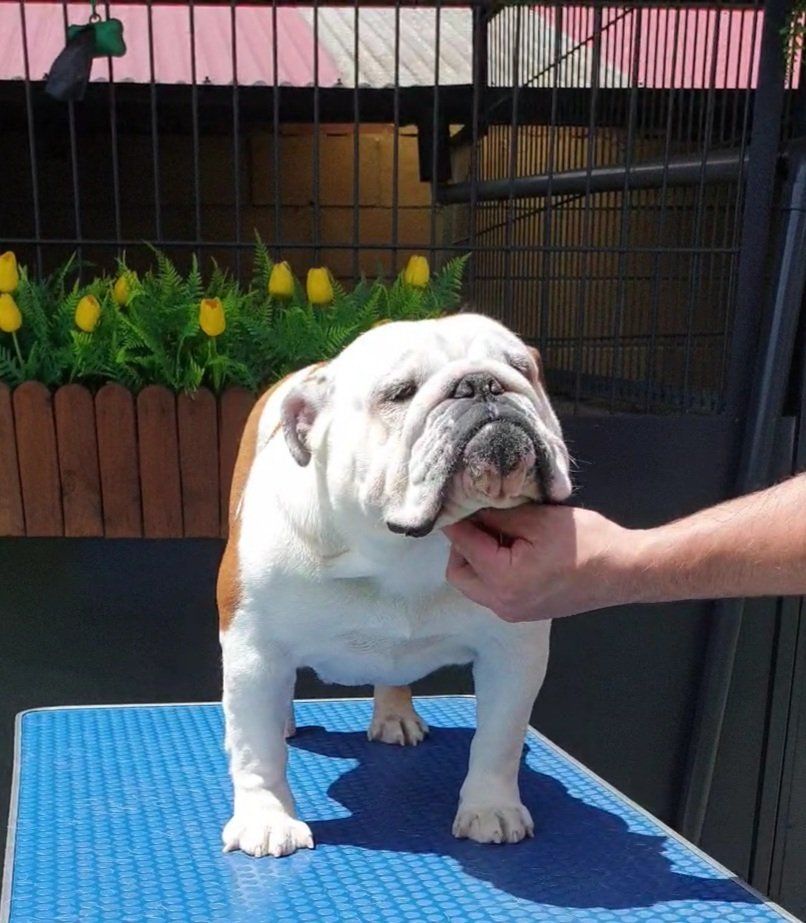 Cachorros Bulldog Inglés - Kinderbull Cachorros Bulldog Inglés - Kinderbull