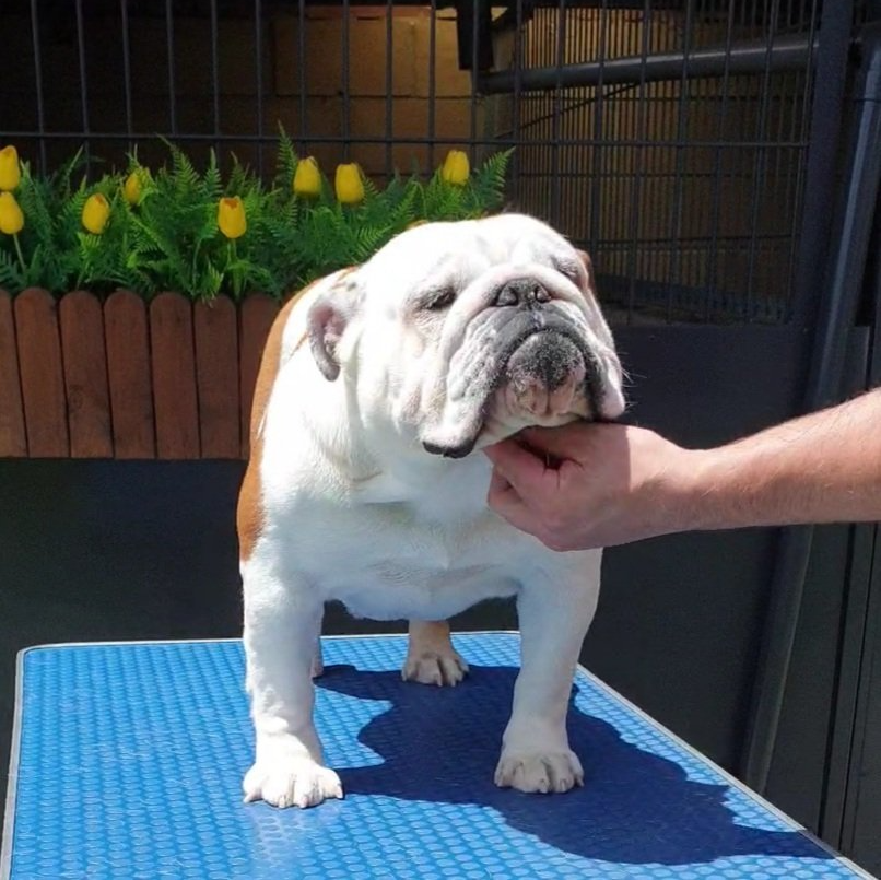 Kinderbull Sofie Fatale - Kinderbull - Bulldog Inglés Kinderbull Sofie Fatale - Kinderbull - Bulldog Inglés