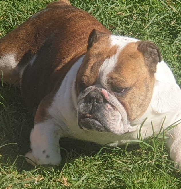 Desirebull Zalamera - Kinderbull - Bulldog Inglés Desirebull Zalamera - Kinderbull - Bulldog Inglés