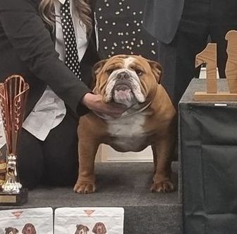 Cachorros Bulldog Inglés - Kinderbull Cachorros Bulldog Inglés - Kinderbull