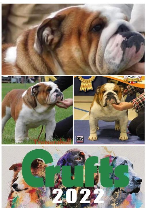 Cachorros Bulldog Inglés - Kinderbull Cachorros Bulldog Inglés - Kinderbull