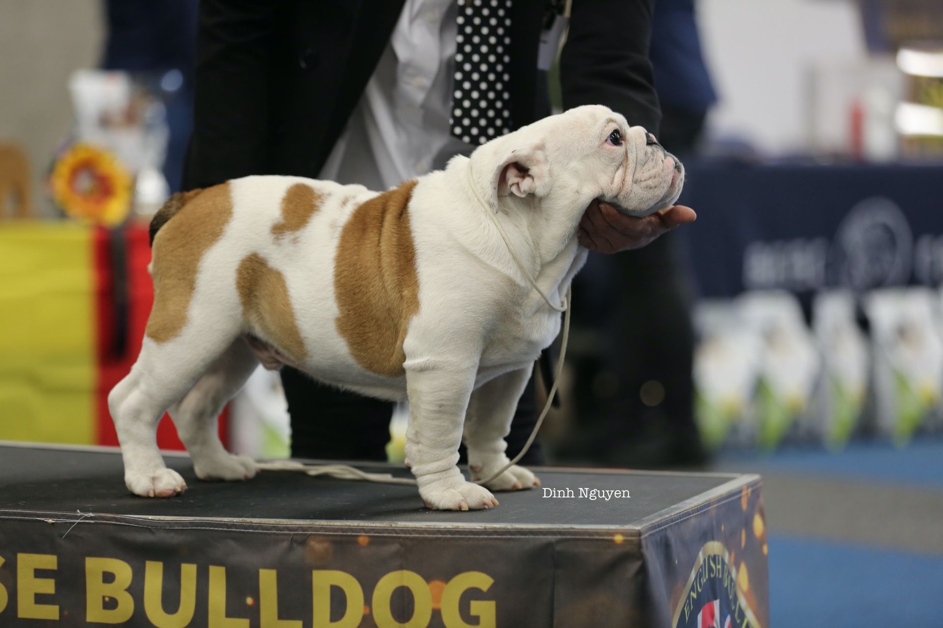 -Kinderbull Tequila Sunrise - Bulldog Inglés - Kinderbull -Kinderbull Tequila Sunrise - Bulldog Inglés - Kinderbull