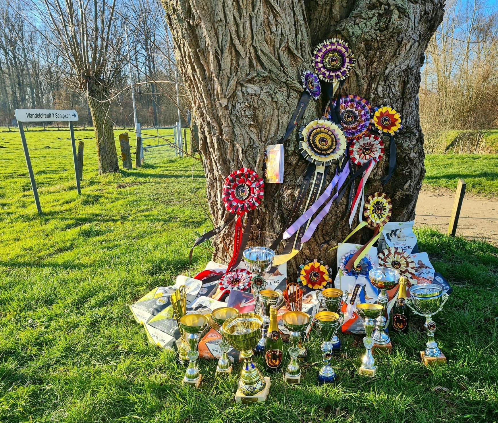 Club Bulldog Bélgica - Kinderbull - Bulldog Inglés Club Bulldog Bélgica - Kinderbull - Bulldog Inglés