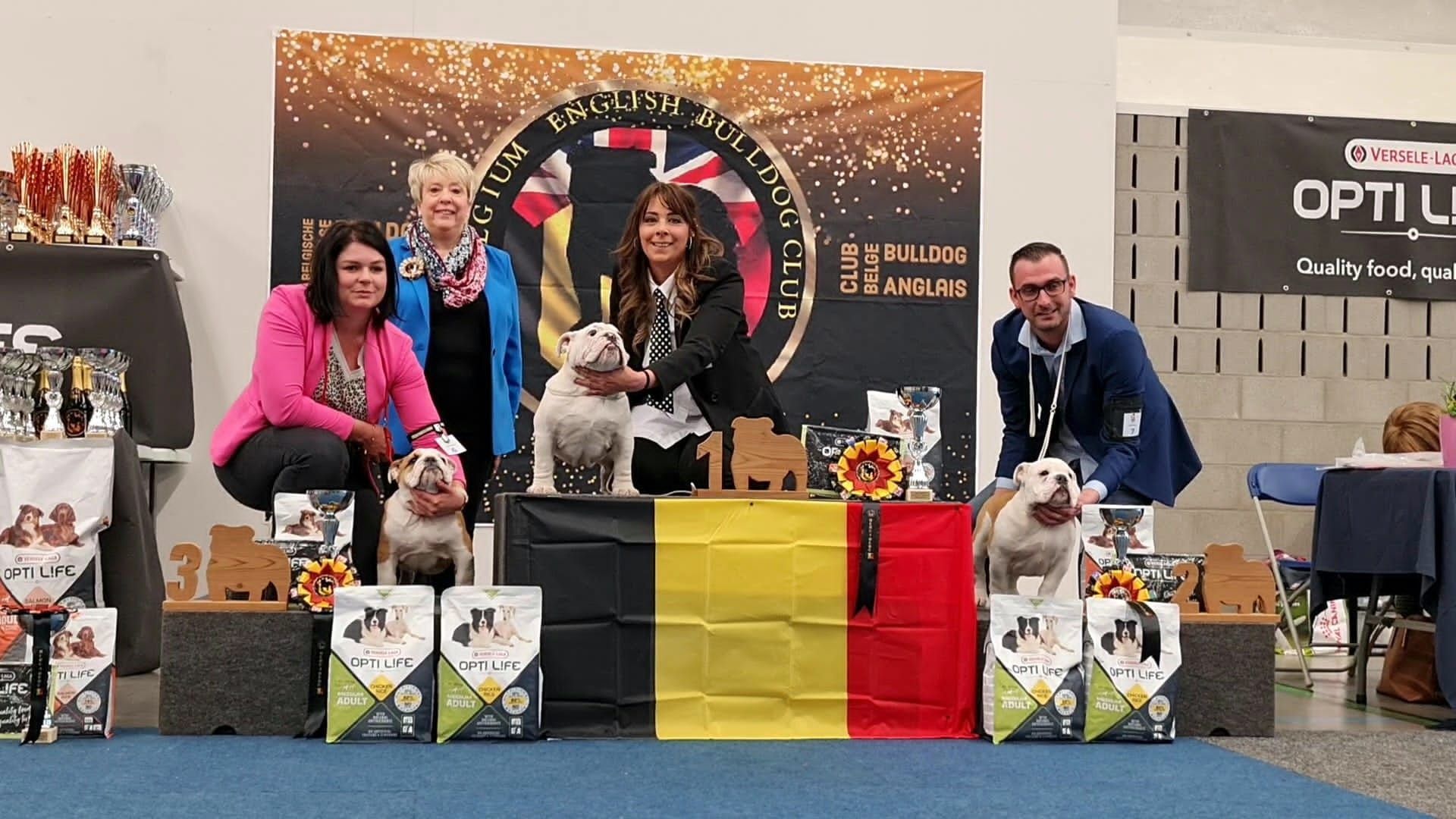 Club Bulldog Bélgica - Kinderbull - Bulldog Inglés Club Bulldog Bélgica - Kinderbull - Bulldog Inglés