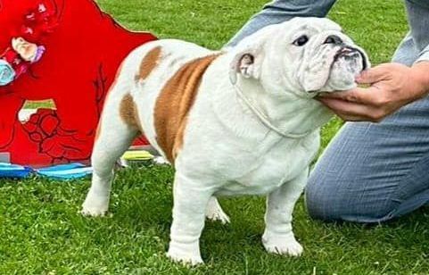 Club Bulldog Bélgica - Kinderbull - Bulldog Inglés