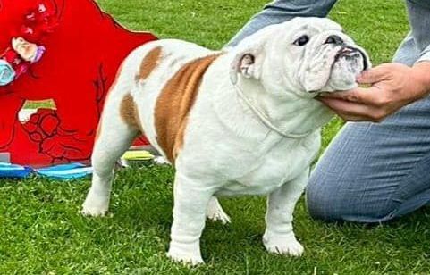 Club Bulldog Bélgica - Kinderbull - Bulldog Inglés Club Bulldog Bélgica - Kinderbull - Bulldog Inglés
