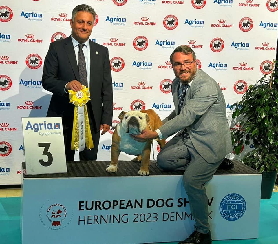 Club Bulldog Bélgica - Kinderbull - Bulldog Inglés Club Bulldog Bélgica - Kinderbull - Bulldog Inglés