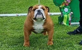 Club Bulldog Bélgica - Kinderbull - Bulldog Inglés Club Bulldog Bélgica - Kinderbull - Bulldog Inglés