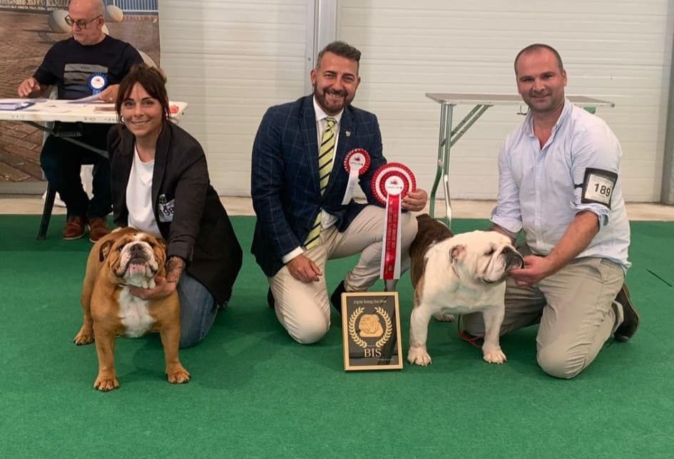 Club Bulldog Bélgica - Kinderbull - Bulldog Inglés Club Bulldog Bélgica - Kinderbull - Bulldog Inglés