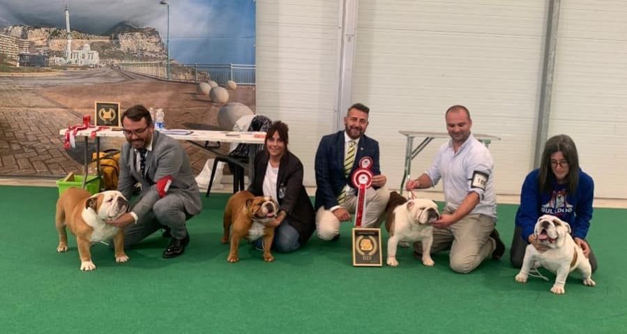 Kinderbull - Bulldog Inglés Kinderbull - Bulldog Inglés