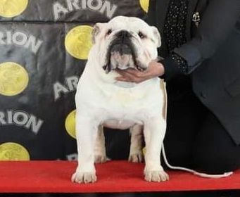 Kinderbull James Hetfield - Kinderbull - Bulldog Inglés Kinderbull James Hetfield - Kinderbull - Bulldog Inglés
