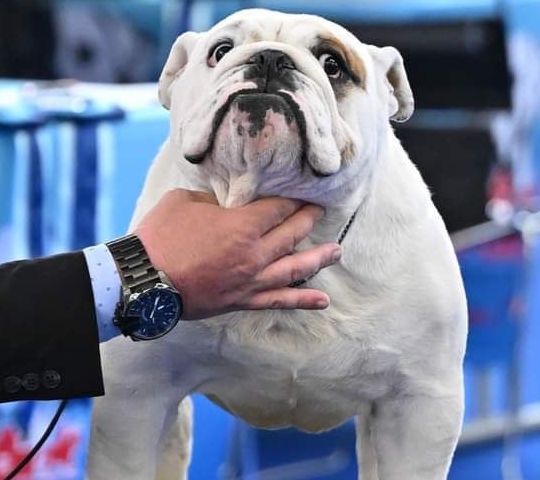 CH J. Kinderbull Tequila Sunrise - Kinderbull - Bulldog Inglés CH J. Kinderbull Tequila Sunrise - Kinderbull - Bulldog Inglés