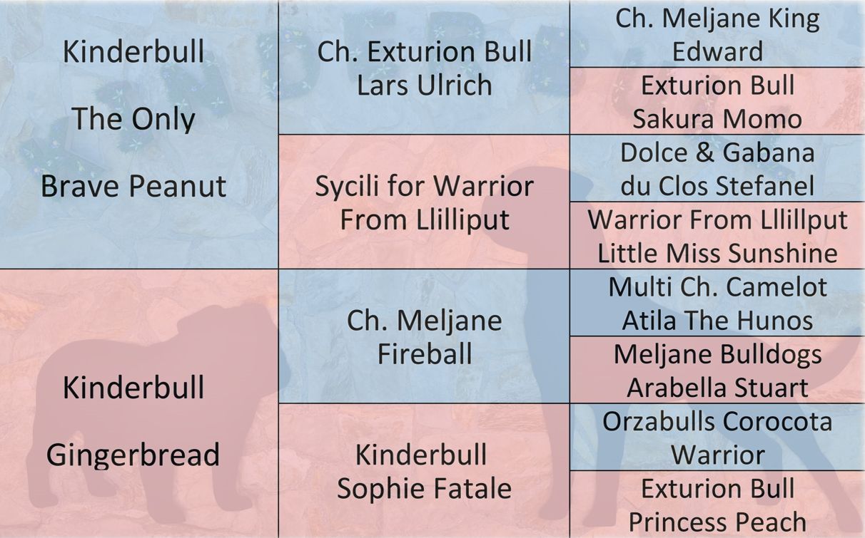 Cachorros Bulldog Inglés - Kinderbull Cachorros Bulldog Inglés - Kinderbull