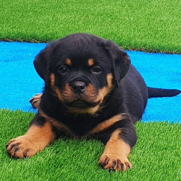 Cachorros Rottweiler - Kinderbull - Zeus IV de Breogan X Emma de Breogan Cachorros Rottweiler - Kinderbull - Zeus IV de Breogan X Emma de Breogan